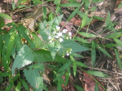 Fleischmannia incarnata
