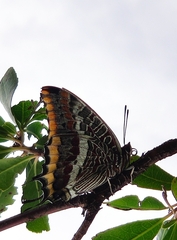 Charaxes jasius