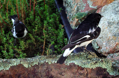 Melanodryas cucullata