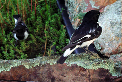 Melanodryas cucullata