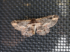 Pholodes sinistraria