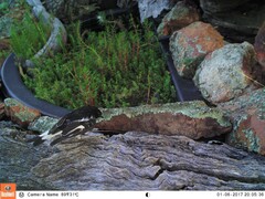 Melanodryas cucullata