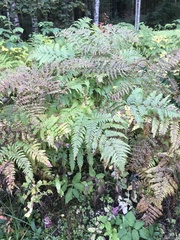 Pteridium