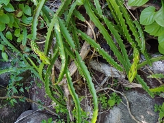 Selenicereus triangularis