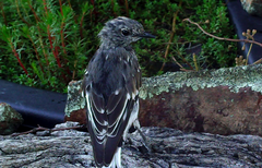 Melanodryas cucullata