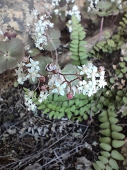 Crassula umbella