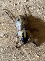 Cyclocephala
