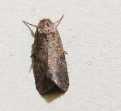 Spodoptera exigua