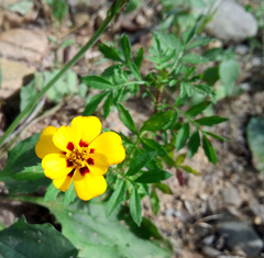 Tagetes patula