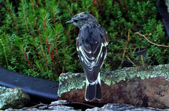 Melanodryas cucullata