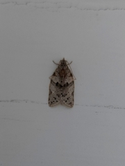Isotenes miserana