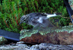 Melanodryas cucullata