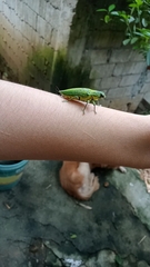 Chrysodema