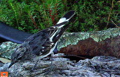 Melanodryas cucullata