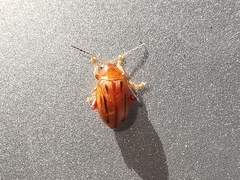 Arrhenocoela lineata