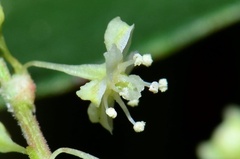 Reynoutria multiflora