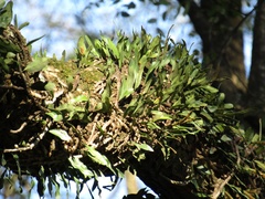 Microgramma mortoniana