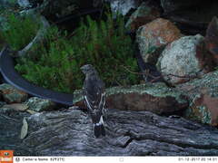 Melanodryas cucullata