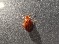 Arrhenocoela lineata