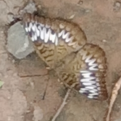 Tanaecia palguna