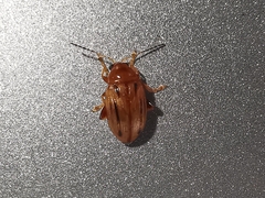 Arrhenocoela lineata