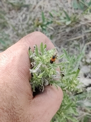 Chauliognathus basalis