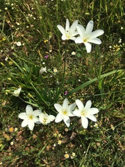 Iridaceae
