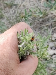 Chauliognathus basalis