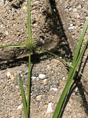 Cyperus brevifolius