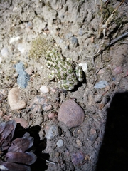 Bufotes viridis viridis