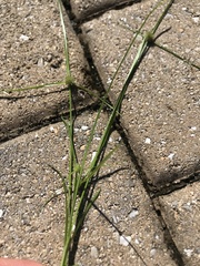 Cyperus brevifolius