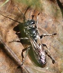 Crabroninae