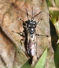 Crabroninae
