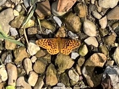 Boloria bellona