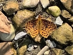 Boloria bellona