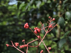 Staphylea japonica