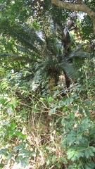 Lepidozamia peroffskyana