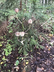 Lilium martagon