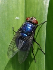 Chrysomya megacephala
