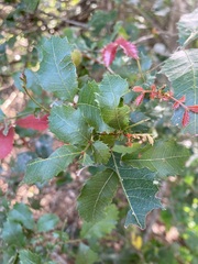 Alectryon subdentatus