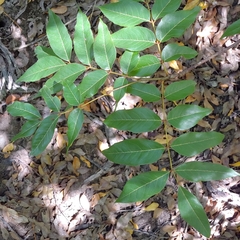 Libidibia monosperma