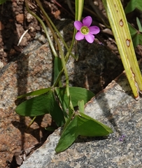 Oxalis latifolia