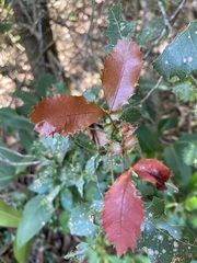 Alectryon subdentatus