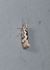 Ypsolopha sequella