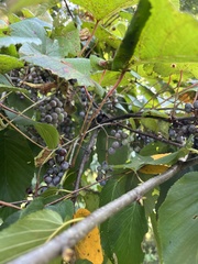 Vitis labrusca
