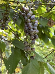 Vitis labrusca