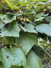 Vitis labrusca