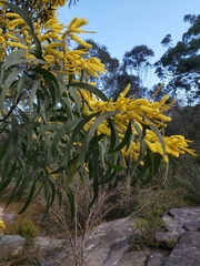 Acacia binervia
