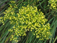 Patrinia heterophylla