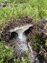 Russula brevipes